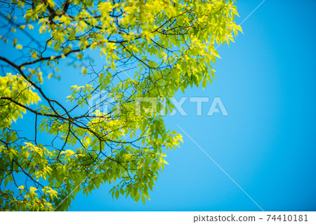 Refreshing spring sprout fresh green Refreshing spring sprout fresh green 74410181
