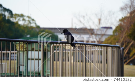 Crow at Honmoku City Park, Yokohama 74410182