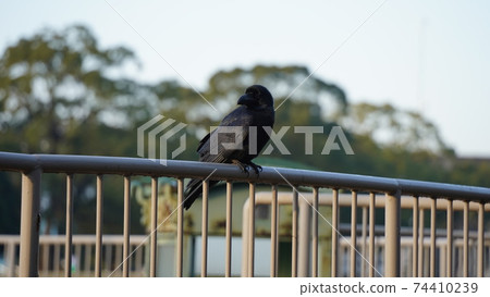 Crow at Honmoku City Park, Yokohama Crow at Honmoku City Park, Yokohama 74410239