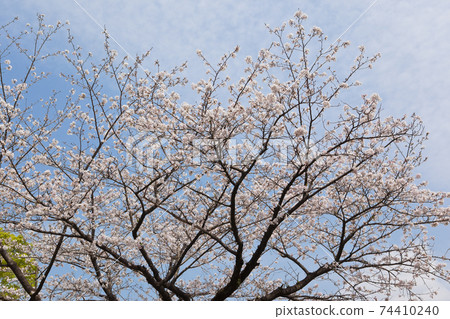 Cherry blossoms in full bloom at Kokubun Shiroyama Park Cherry blossoms in full bloom at Kokubun Shiroyama Park 74410240