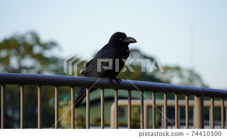 Crow at Honmoku City Park, Yokohama Crow at Honmoku City Park, Yokohama 74410300