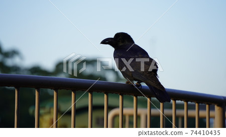 Crow at Honmoku City Park, Yokohama Crow at Honmoku City Park, Yokohama 74410435