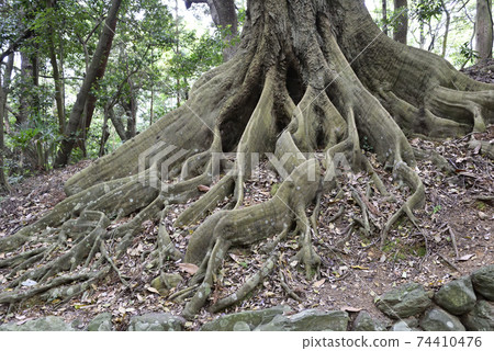 Ise Jingu, Naiku Betsumiya, Yahimemiya, approach 74410476