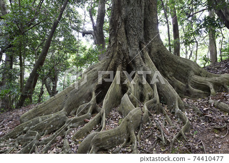 Ise Jingu, Naiku Betsumiya, Yahimemiya, approach Ise Jingu, Naiku Betsumiya, Yahimemiya, approach 74410477