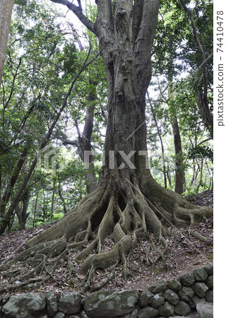 Ise Jingu, Naiku Betsumiya, Yahimemiya, approach Ise Jingu, Naiku Betsumiya, Yahimemiya, approach 74410478