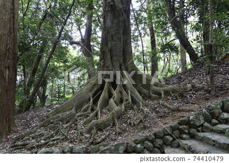 Ise Jingu, Naiku Betsumiya, Yahimemiya, approach Ise Jingu, Naiku Betsumiya, Yahimemiya, approach 74410479