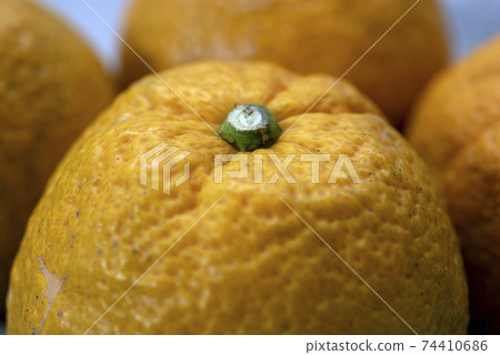 Bellows, a citrus fruit that is said to be effective against pollinosis 74410686