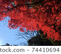 Red autumn leaves and sky 74410694