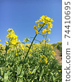 Rape blossoms and blue sky 74410695