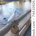 White pigeons in the pond 74410926