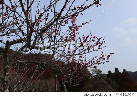 山口Rurikoji寺李子 山口Rurikoji寺李子 74411347