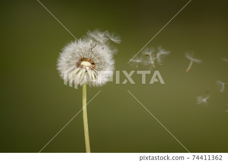 Flower photo Dandelion-03 Flower photo Dandelion-03 74411362