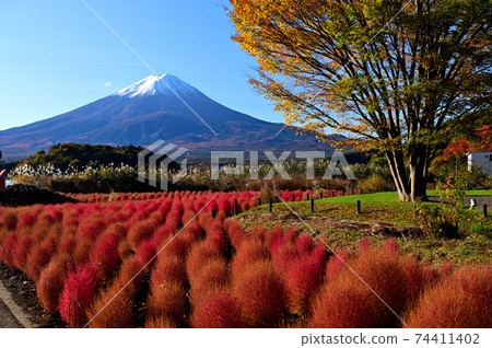 雪山富士山和秋葉秋葉 74411402