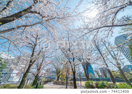 "Saitama Prefecture" blue sky and cherry blossoms in full bloom at Kawaguchi West Exit Park Spring "Saitama Prefecture" blue sky and cherry blossoms in full bloom at Kawaguchi West Exit Park Spring 74411409