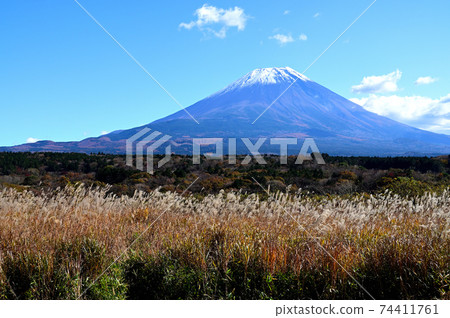 白雪皚皚的富士山和日本蒲葦 74411761