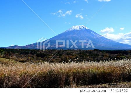 白雪皚皚的富士山和日本蒲葦 白雪皚皚的富士山和日本蒲葦 74411762