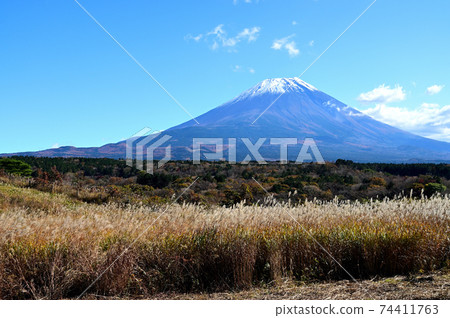 Snow-capped Mt. Fuji and Japanese pampas grass Snow-capped Mt. Fuji and Japanese pampas grass 74411763
