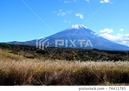 Snow-capped Mt. Fuji and Japanese pampas grass Snow-capped Mt. Fuji and Japanese pampas grass 74411765