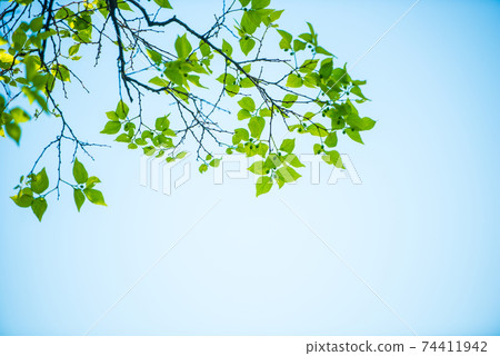 Refreshing spring sprout fresh green 74411942