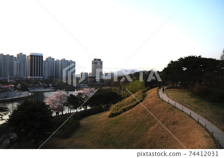 Olympic Park, Spring, Bullock Tree 74412031