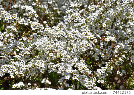 Yukiyanagi（Yukiyanagi） 74412175