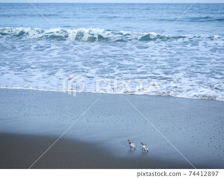Sanderling on a sandy beach and eating at Kashima Nada 74412897