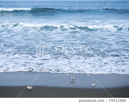 Sanderling and sanderling at Kashima Nada 74412899
