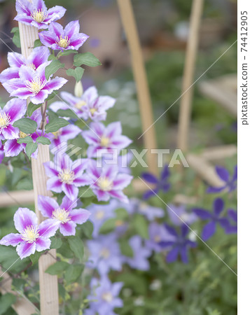 Clematis blooming in the trellis 74412905