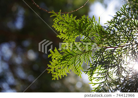 Hinoki leaves (cypress pollen image) Hinoki leaves (cypress pollen image) 74412966