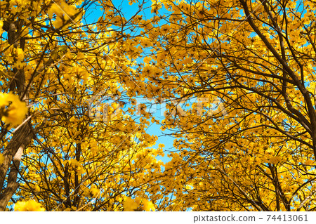Yellow flowers against blue sky in summer Yellow flowers against blue sky in summer 74413061