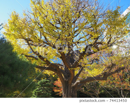 Hamarikyu Gardens 74413450