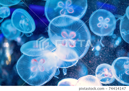 jellyfish  74414147