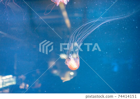 jellyfish  74414151
