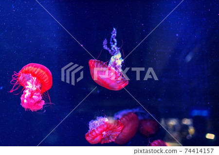 jellyfish jellyfish 74414157