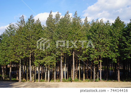 Hinoki stand 74414416