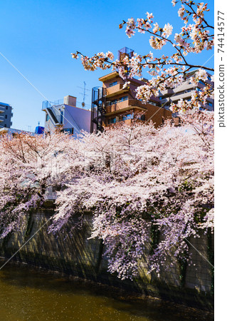 A row of cherry blossom trees along the Meguro River [Spring image] 74414577