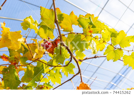 Grape tree, main store 74415262