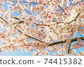 Cherry Blossoms	 74415382