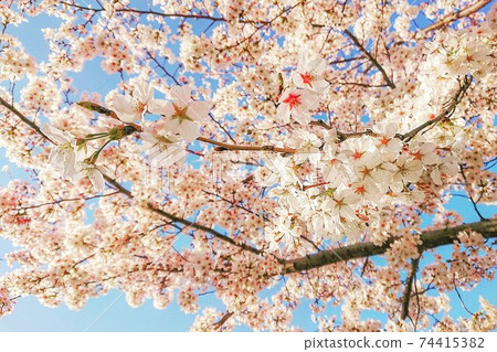 Cherry Blossoms	 74415382