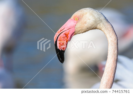 Portrait of a flamingo in a Camargue marsh. Portrait of a flamingo in a Camargue marsh. 74415761