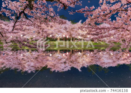 Hirosaki Castle West Moat in full bloom at night 74416138