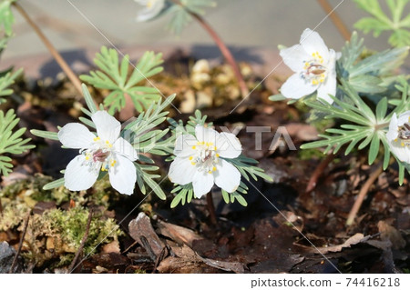 早春的花朵盛開Eranthis pinnatifida（Setsubunsou） 74416218
