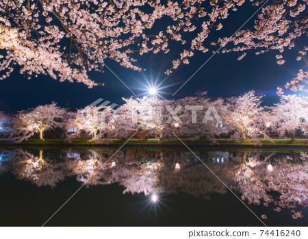 Hirosaki Castle Park West Moat in full bloom at night Hirosaki Castle Park West Moat in full bloom at night 74416240