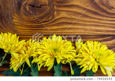Yellow chrysanthemums on wooden background. Top view, copy space Yellow chrysanthemums on wooden background. Top view, copy space 74416543