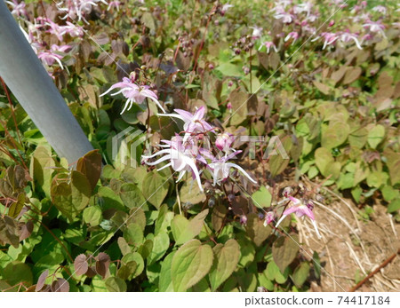 Epimedium of Koishikawa Botanical Garden 74417184