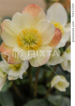 Christmas rose Christmas rose 74417204