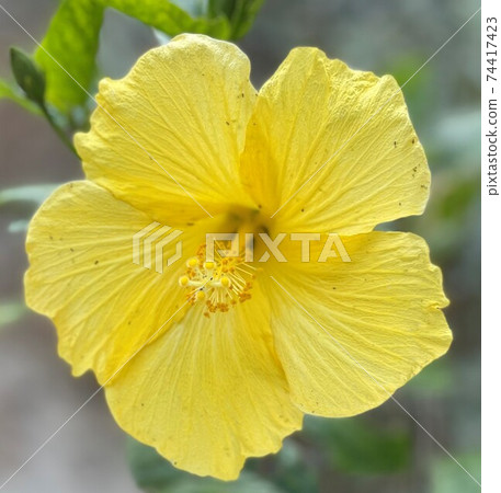 Yellow hibiscus blooming in midsummer Yellow hibiscus blooming in midsummer 74417423