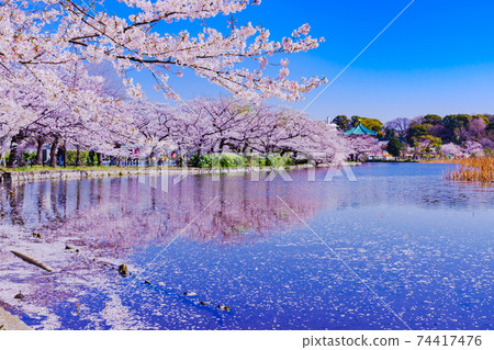 東京櫻花上野公園[東京春天的圖像] 74417476