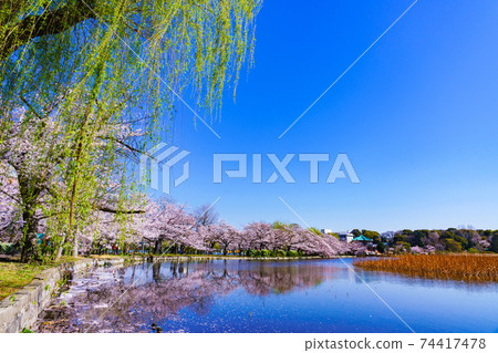 東京櫻花上野公園[東京春天的圖像] 74417478