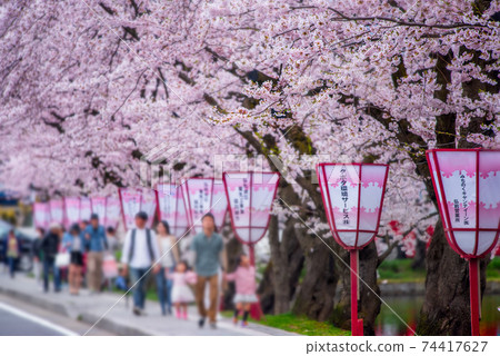 弘前櫻花節2016擠滿了遊客 74417627